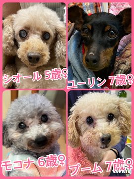 🐾今日の里親様募集中ワンコ🐶メンバーです🐾2023,2,23【保護犬カフェ天神橋店】